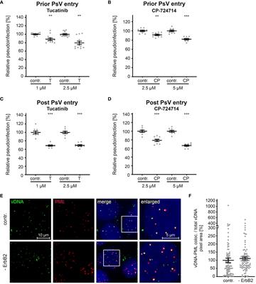 Corrigendum: ErbB2/HER2 receptor tyrosine kinase regulates human papillomavirus promoter activity